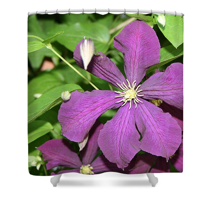 Flower Shower Curtain featuring the photograph Purple Delite by Marc Champagne