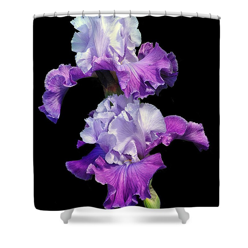 Purple Iris.iris Shower Curtain featuring the photograph Purple Duet by Dave Mills