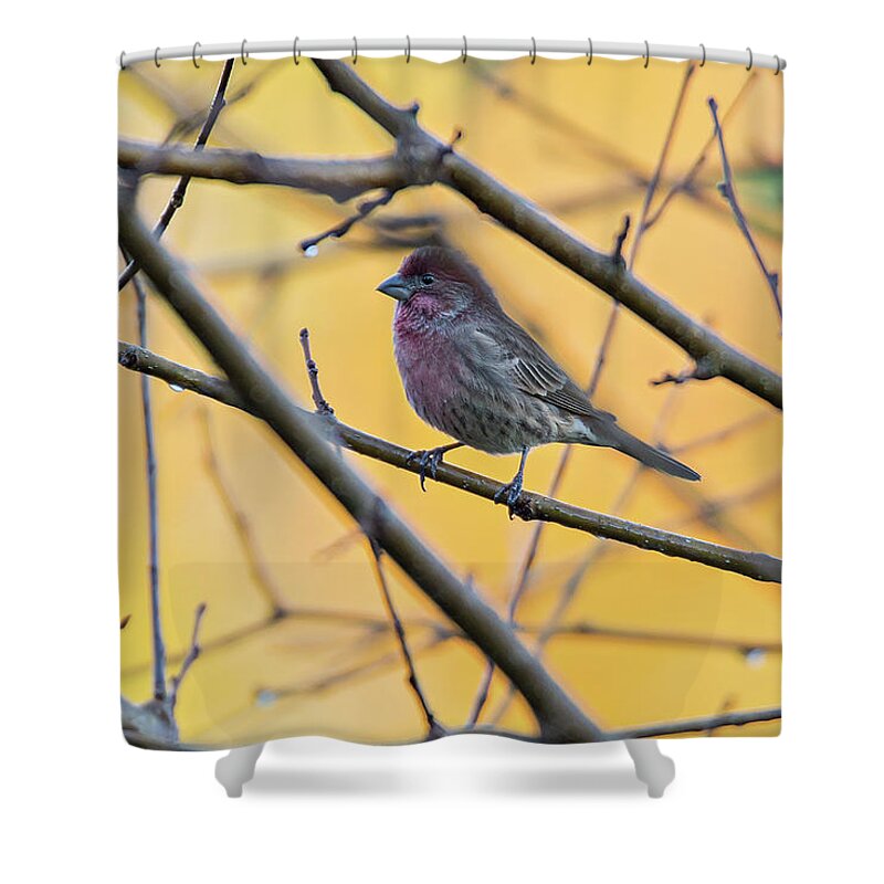 America Shower Curtain featuring the photograph Purple Finch Bird Sitting On Tree Branch With Yellow Background by Alex Grichenko