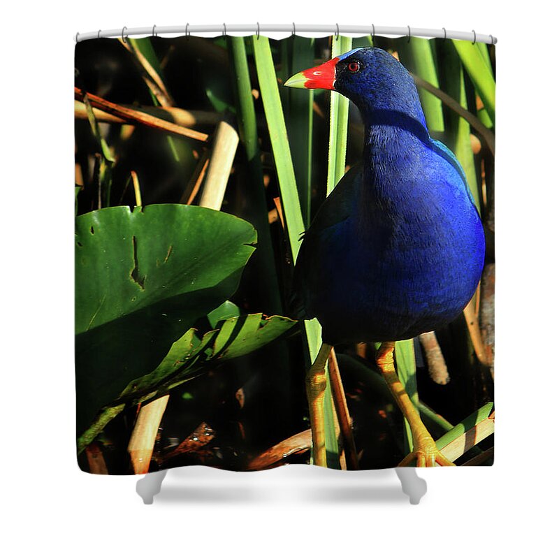 Purple Shower Curtain featuring the photograph Purple Gallinule by Shelley Neff