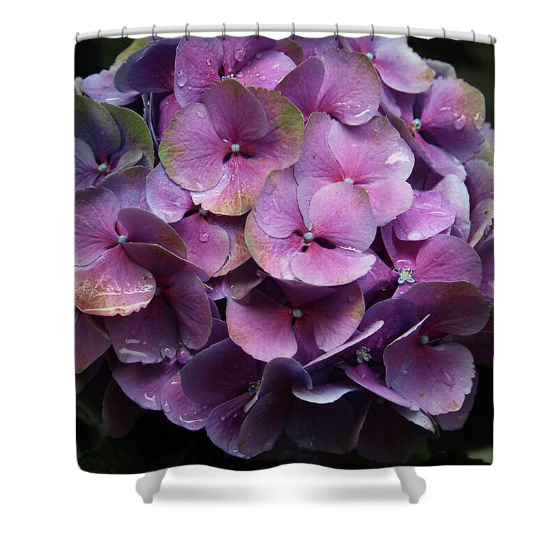 Flower Shower Curtain featuring the photograph Purple Hydrangea- by Linda Woods by Linda Woods