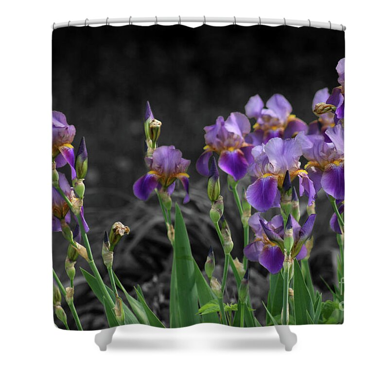 Iris Shower Curtain featuring the photograph Purple Irises by E B Schmidt