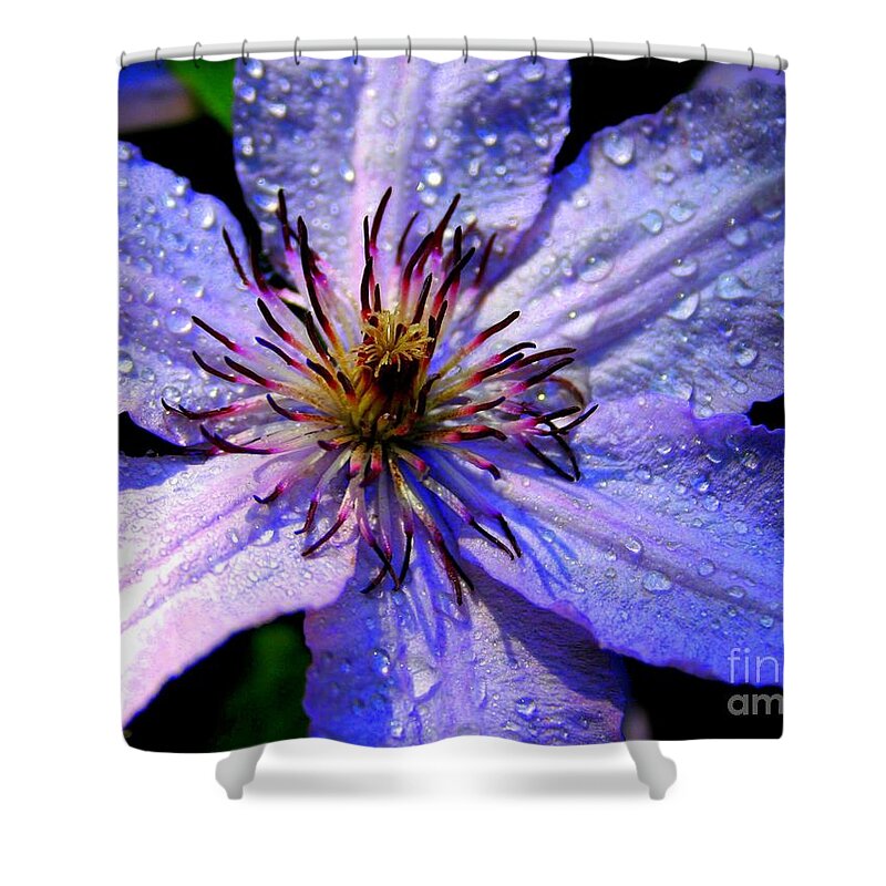 Purple Lilly Shower Curtain featuring the photograph Purple Lilly by Charlene Cox