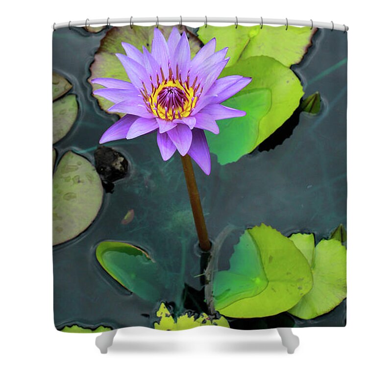 Nature Shower Curtain featuring the photograph Purple Lilly with Lilly Pads by Toma Caul