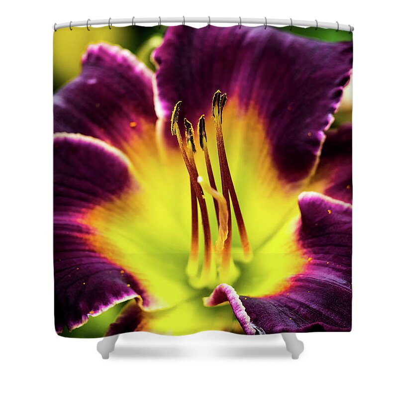 Beautiful Shower Curtain featuring the photograph Purple Lily - Close Up by Penny Lisowski
