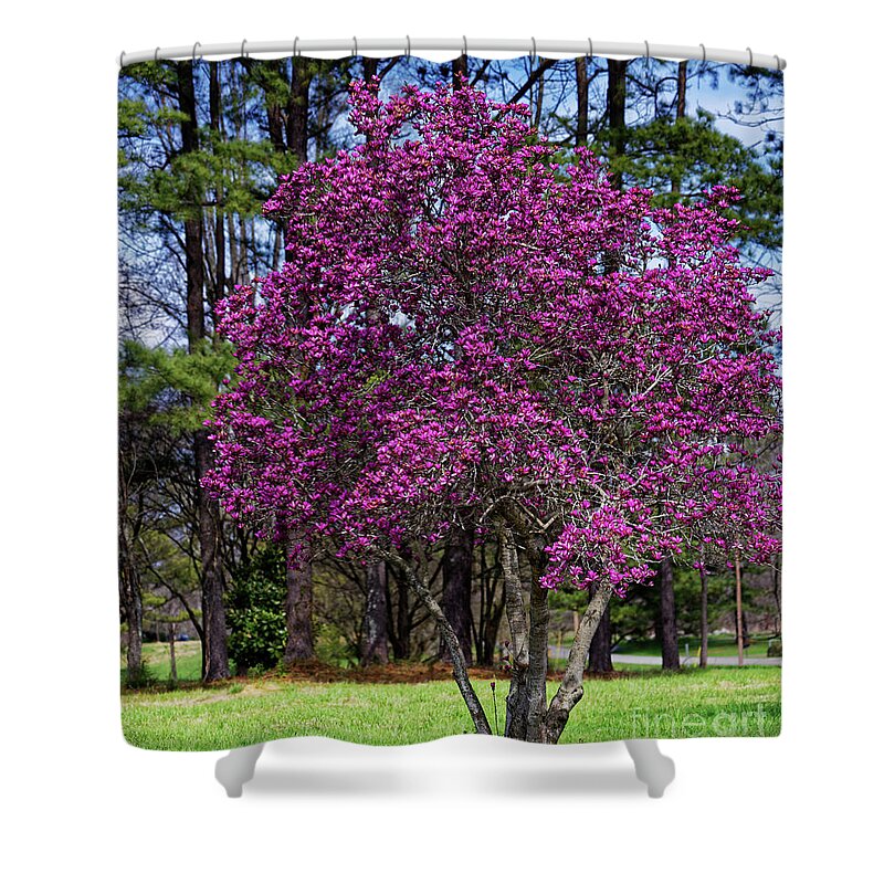 Purple Lily Magnolia Shower Curtain featuring the photograph Purple Lily Magnolia by Paul Mashburn
