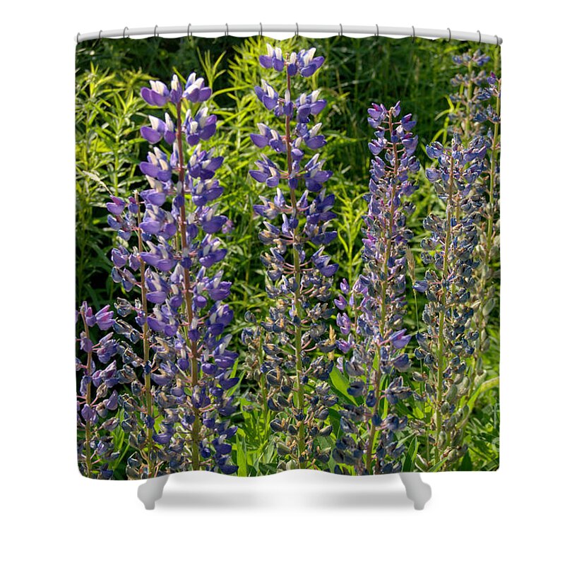 Purple Lupine Shower Curtain featuring the photograph Purple Lupine by Eunice Miller