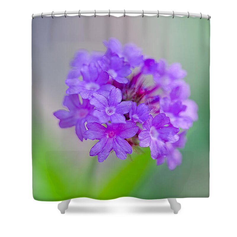 Nature Shower Curtain featuring the photograph Purple Spring Flowers by Az Jackson