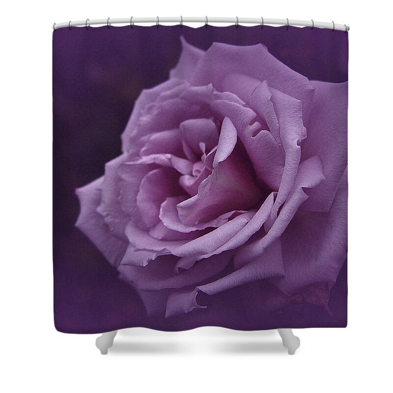 Rose Shower Curtain featuring the photograph Purple Rose of November by Richard Cummings