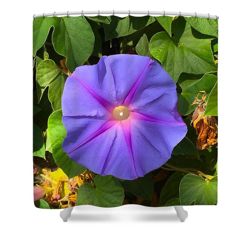 Fauna Shower Curtain featuring the photograph Purple Star by Brad Hodges