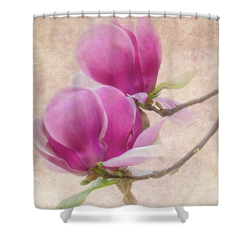 Magnolia Shower Curtain featuring the photograph Purple Tulip Magnolia by Heiko Koehrer-Wagner
