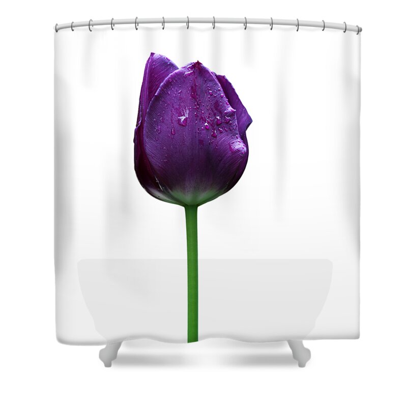 Beautiful Shower Curtain featuring the photograph Purple tulip T by Ivan Slosar