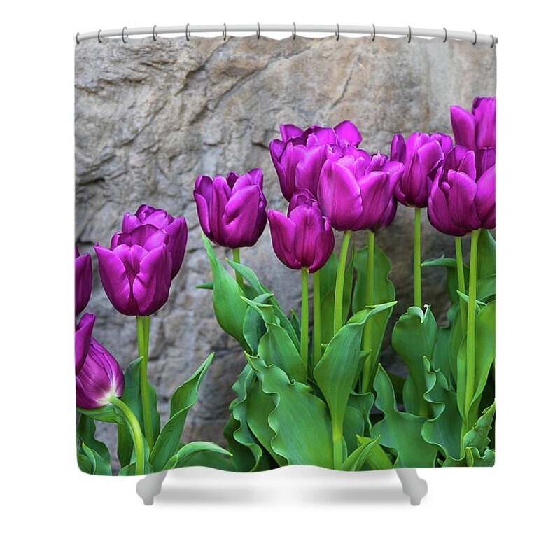 Flower Shower Curtain featuring the photograph Purple Tulips by Tom Mc Nemar