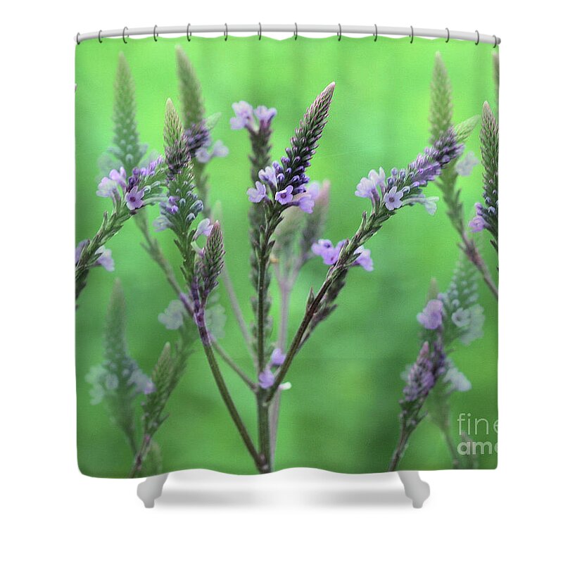 Flower Shower Curtain featuring the photograph Purple Vervain Dreams by Smilin Eyes Treasures