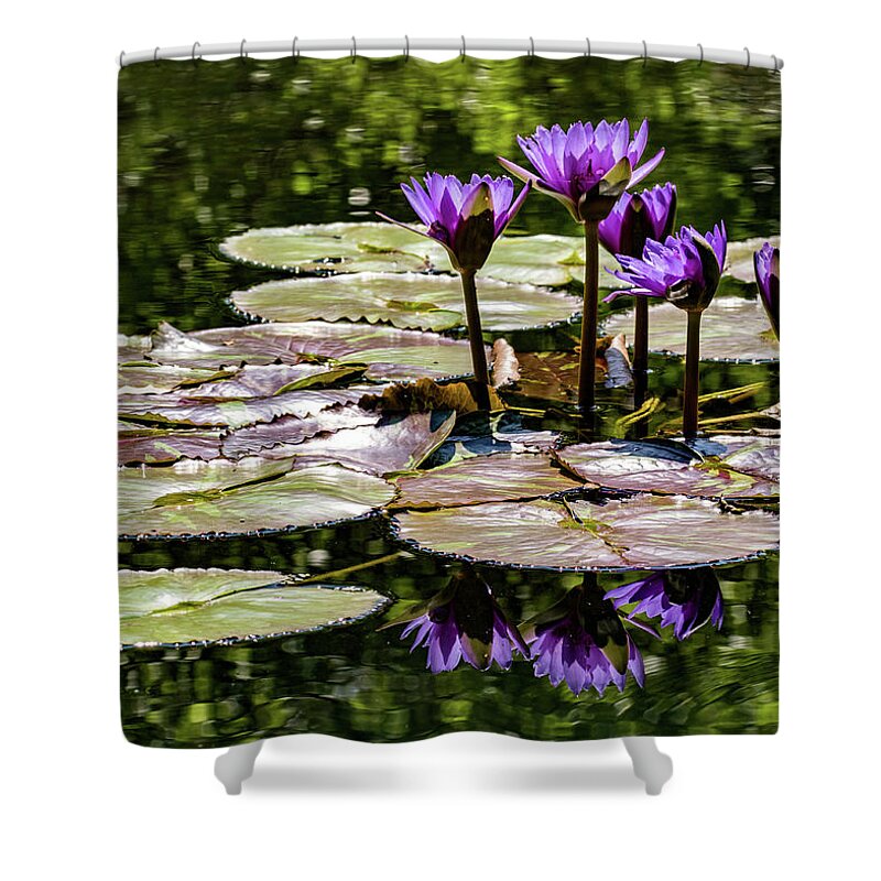 Categories Shower Curtain featuring the photograph Purple Water Lilies by Dawn Key