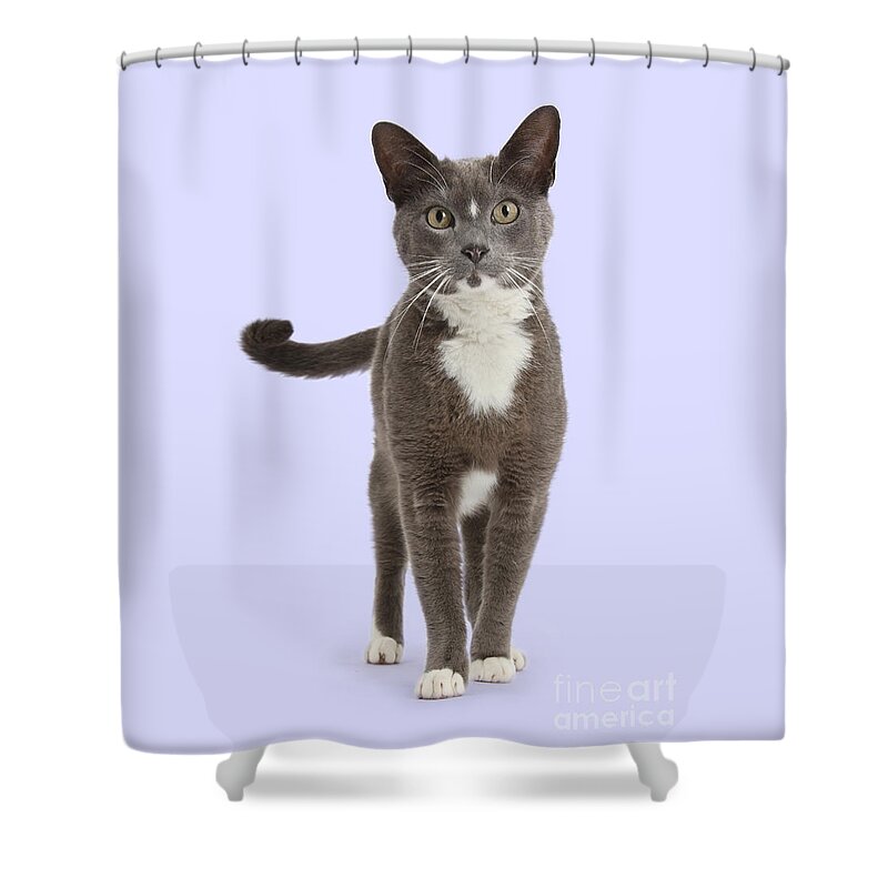 Blue Shower Curtain featuring the photograph Puss is Proud by Warren Photographic