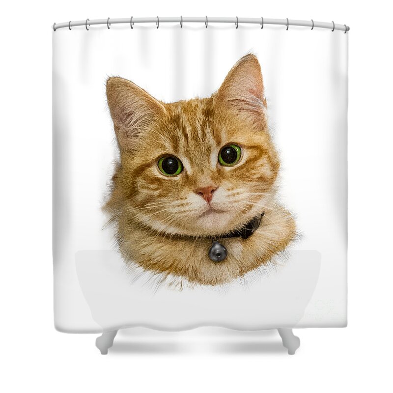 Cat Shower Curtain featuring the digital art Pussy by Roger Lighterness