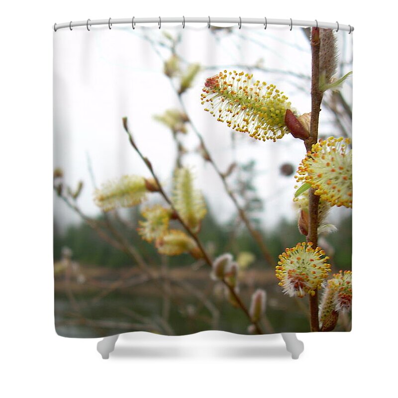 Pussy Willow Shower Curtain featuring the photograph Pussy Willow Blossoms by Kent Lorentzen