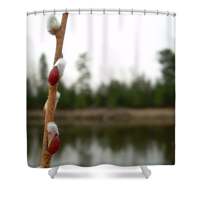 Pussy Willow Shower Curtain featuring the photograph Pussy Willow Buds by Kent Lorentzen