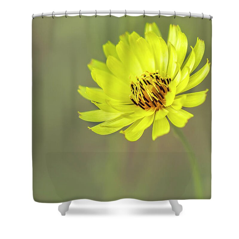 Asteraceae Shower Curtain featuring the photograph Putting my best face forward. by Usha Peddamatham