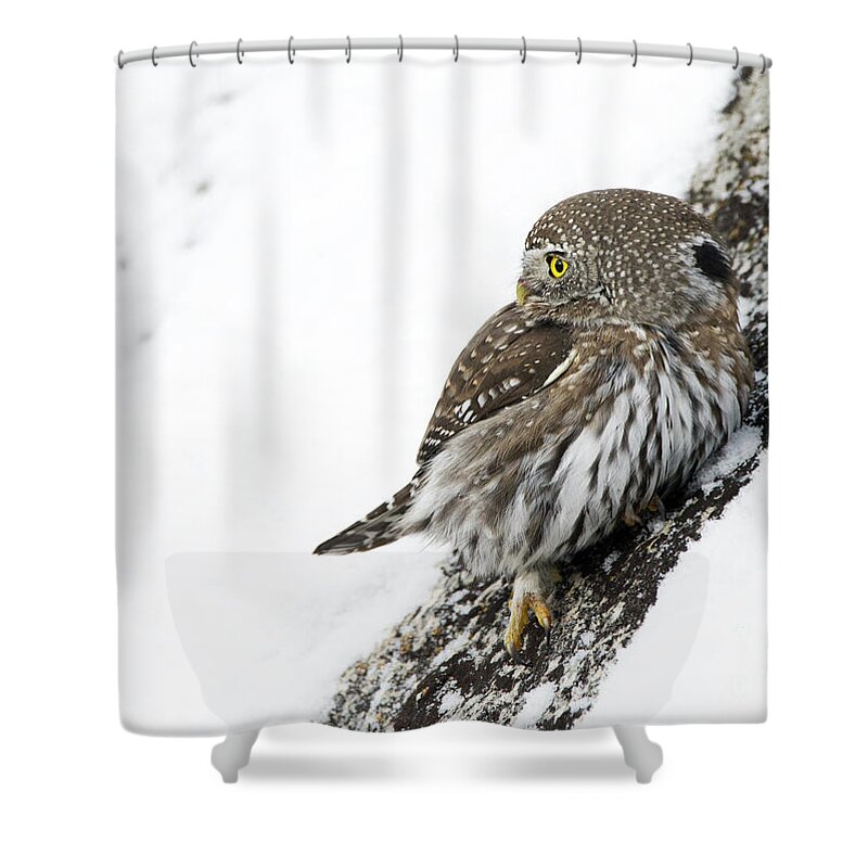 Pygmy Owl Shower Curtain featuring the photograph Pygmy Owl by Deby Dixon