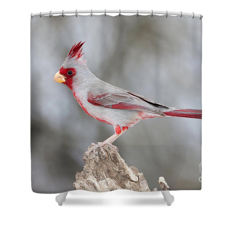 Pyrrhuloxia Shower Curtain featuring the photograph Male Pyrrhuloxia posing by Bryan Keil