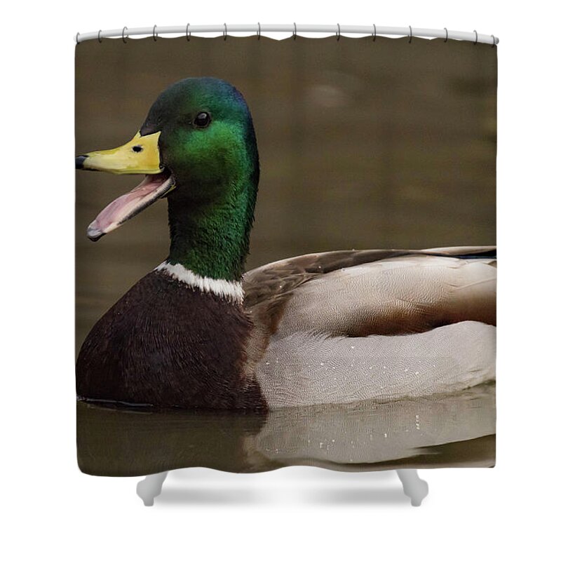 Duck Shower Curtain featuring the photograph Quack by Jody Partin