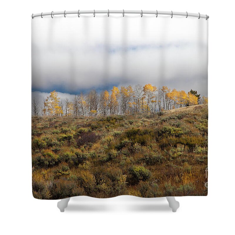 Aspen Tree Shower Curtain featuring the photograph Quaking Aspen Tree Landscape, Grand Teton National Park, Wyoming by Greg Kopriva