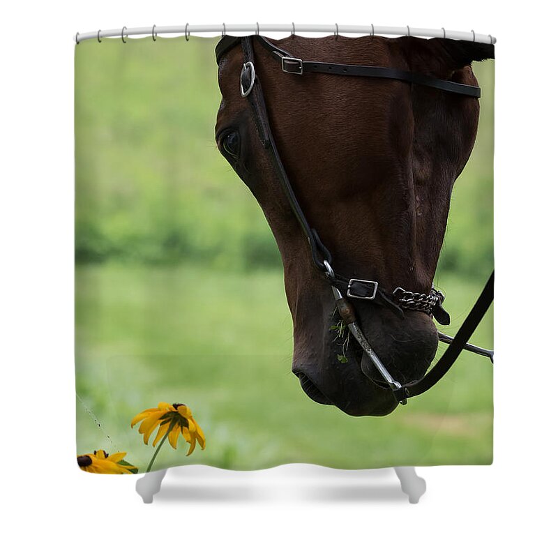 Quarter Horse Shower Curtain featuring the photograph Quarter Horse by Holden The Moment
