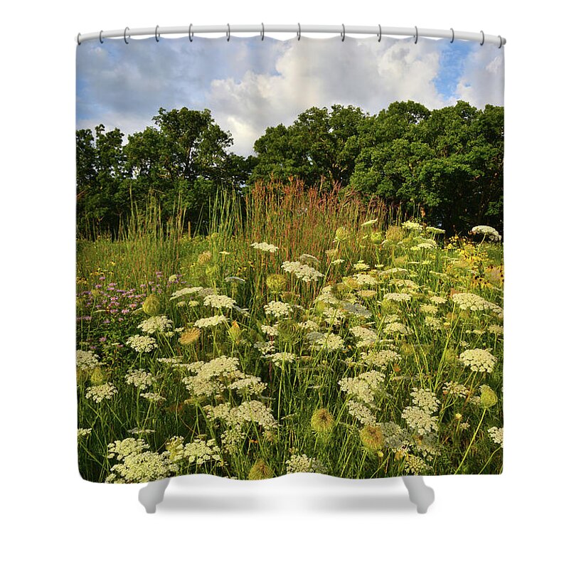 Mchenry County Conservation District Shower Curtain featuring the photograph Queen Anne's Lace In Lost Valley by Ray Mathis