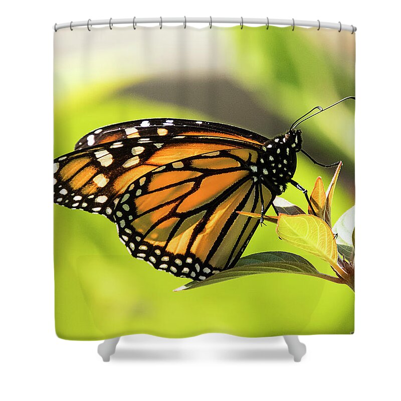 Butterfly Shower Curtain featuring the photograph Queen Butterfly by Bob Slitzan