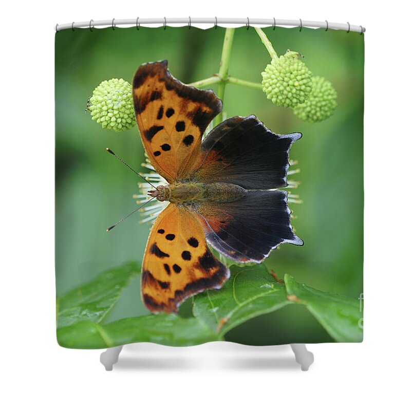 Question Mark Butterfly Shower Curtain featuring the photograph Question Mark Butterfly - Top View 1 by Robert E Alter Reflections of Infinity