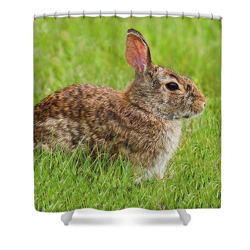 Animal Shower Curtain featuring the photograph Rabbit in a Grassy Meadow by Jeff Goulden