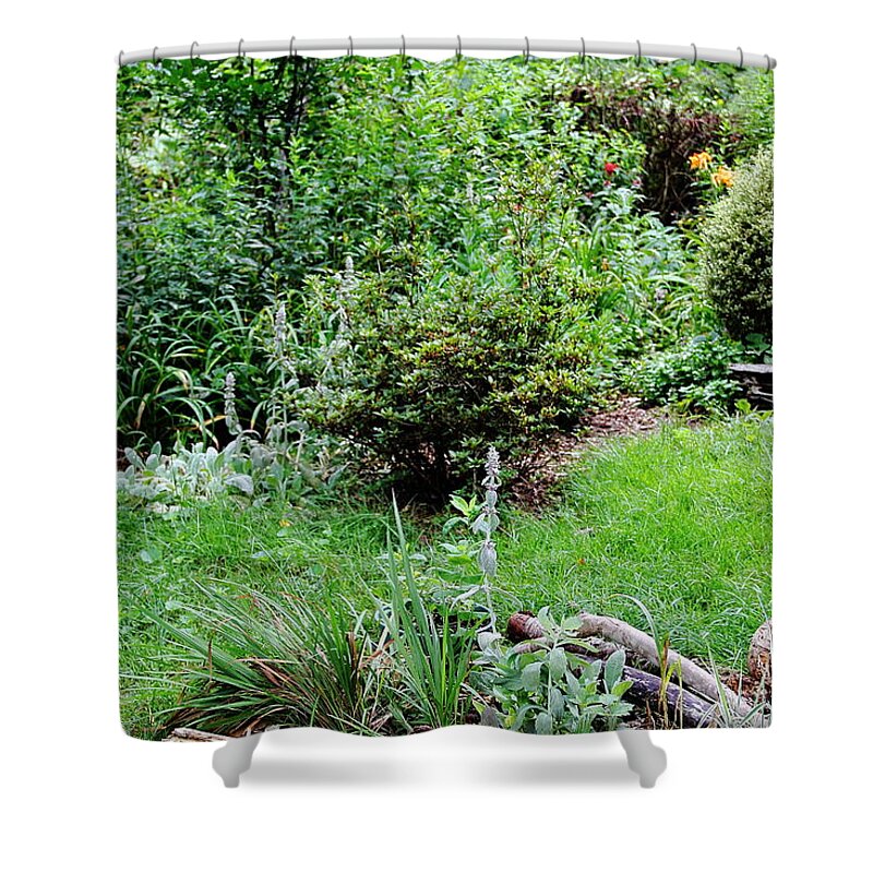 Rabbit Shower Curtain featuring the photograph Rabbit Ponderings by Allen Nice-Webb