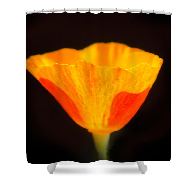 Flowers Shower Curtain featuring the photograph Radiance by Susan Eileen Evans