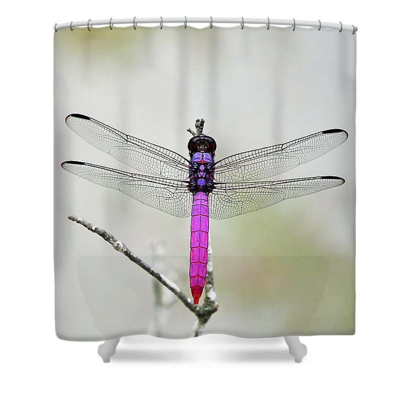 Pink Dragonfly Shower Curtain featuring the photograph Radiant Roseate by Al Powell Photography USA