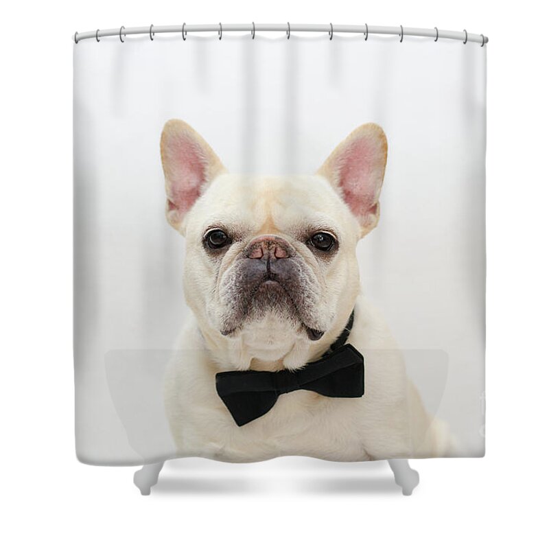 French Bulldog Shower Curtain featuring the photograph Raimy 1 by Irina ArchAngelSkaya