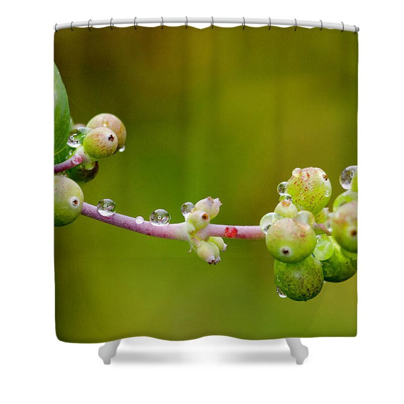 Rain Drop Shower Curtain featuring the photograph Rain Drops on a Stem by Crystal Wightman