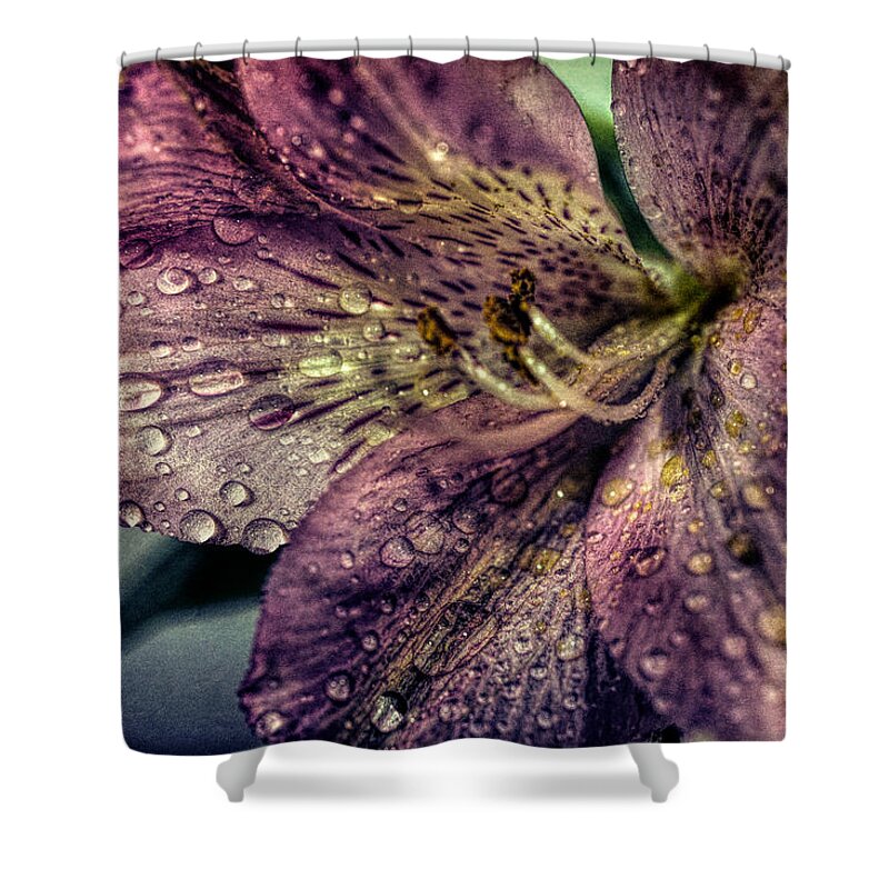 Pink Shower Curtain featuring the photograph Rain drops on Lily by Lilia D
