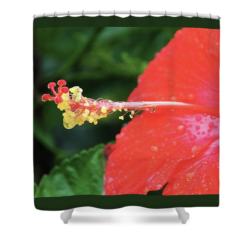Flowers Shower Curtain featuring the photograph Rain Drops by Rod Whyte