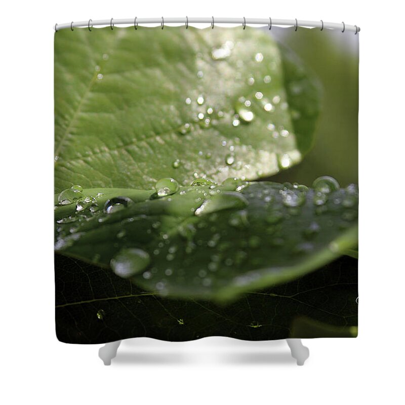 Water Drops Shower Curtain featuring the photograph Rain by Jackson Pearson