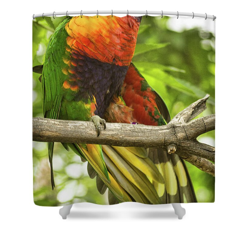 Bird Shower Curtain featuring the photograph Rainbow Lory by Steven Parker
