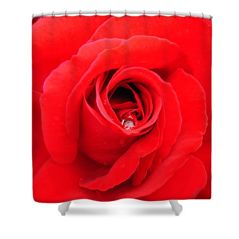 Rose Shower Curtain featuring the photograph Raindrop on Roses by Roberta Kayne