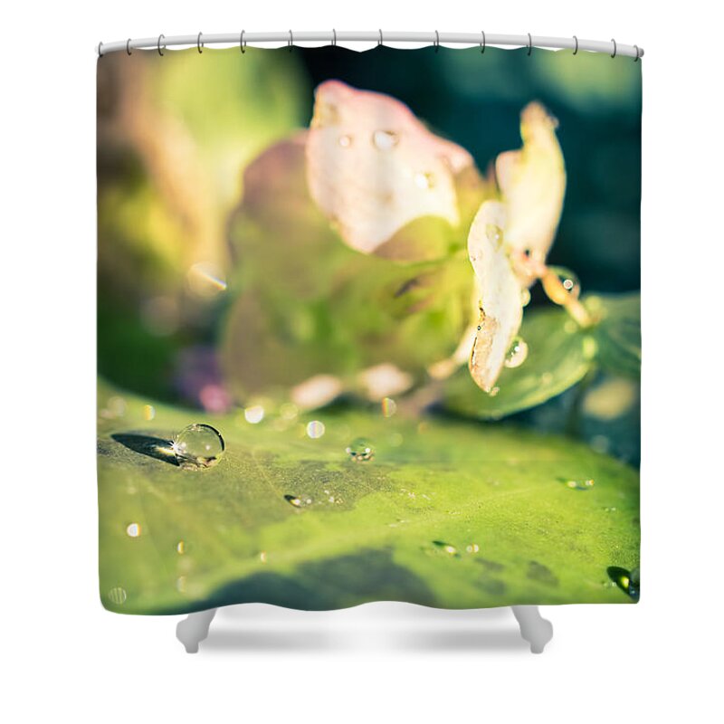 Rain Shower Curtain featuring the photograph Raindrops and Sunshine by Priya Ghose