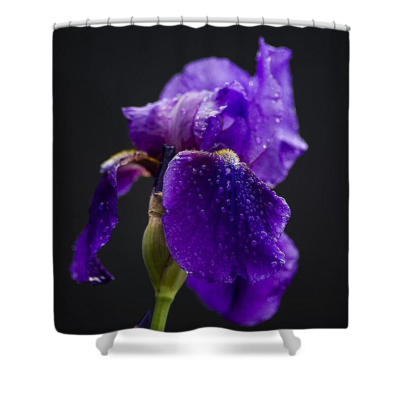 Flower Shower Curtain featuring the photograph Raindrops on Iris by Karen Slagle