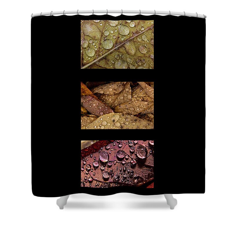 Raindrops Shower Curtain featuring the photograph Raindrops on Leaves Triptych by Ira Marcus