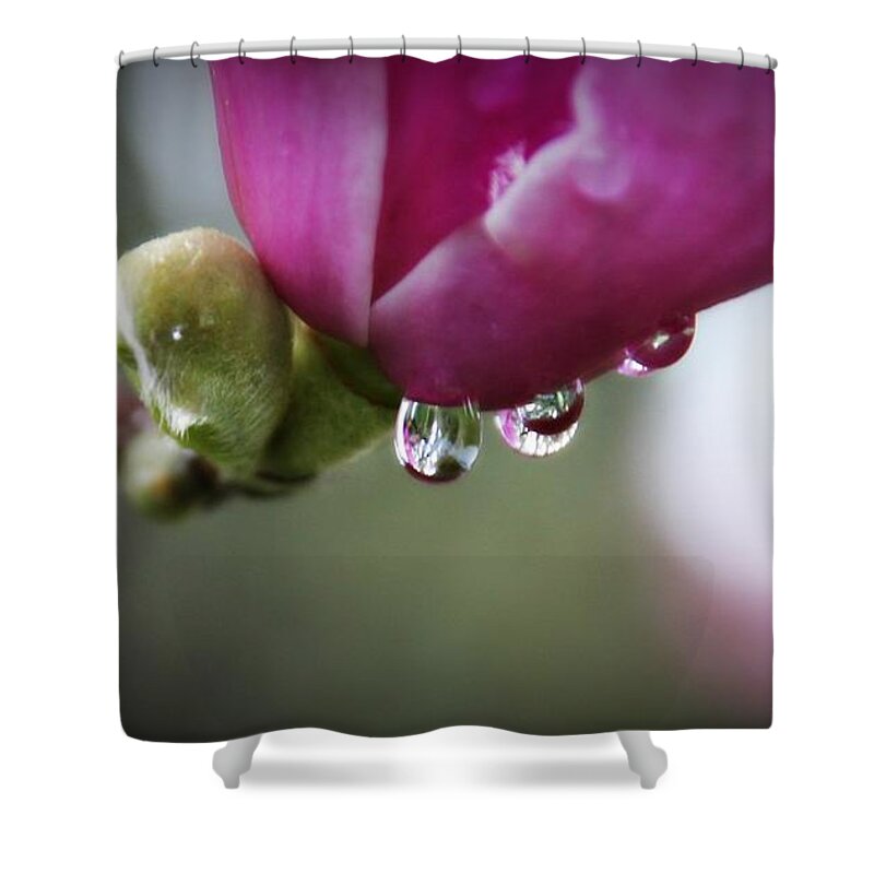 Dew Shower Curtain featuring the photograph Raindrops On Magnolias by KATIE Vigil