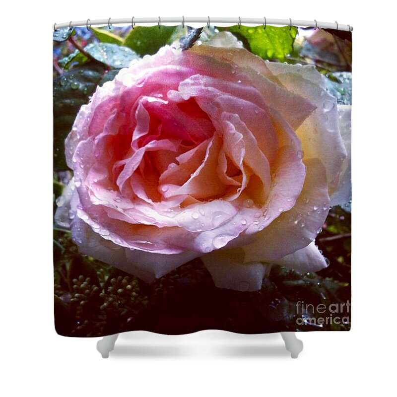 Rain Shower Curtain featuring the photograph Raindrops on Roses by Denise Railey