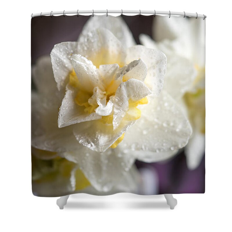 Daffodils Shower Curtain featuring the photograph Rainy Daffodils by Cathy Donohoue