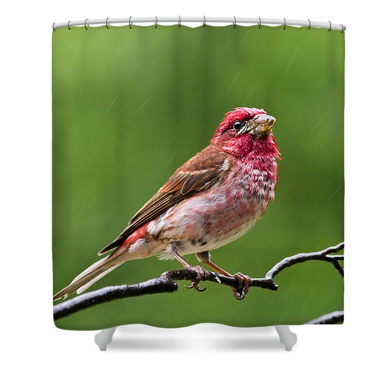 Bird Shower Curtain featuring the photograph Male Purple Finch by Christina Rollo